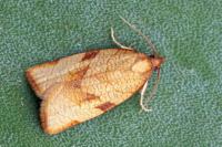 Lozotaenia cupidinana