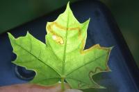 Stigmella aceris