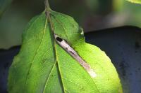 Stigmella catharticella