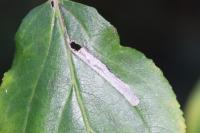 Stigmella catharticella