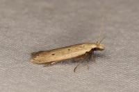 Nothris verbascella