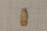 Nothris verbascella
