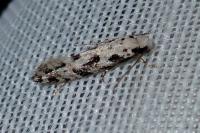 Nemapogon nevadellus