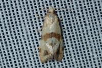 Phalonidia contractana
