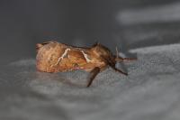 Triodia sylvina