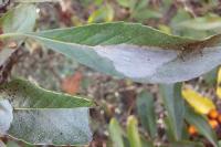 Phyllonorycter leucographella