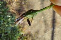 Coleophora asteris