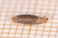 Coleophora asteris