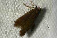 Anacampsis timidella