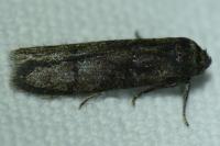 Blastobasis glandulella