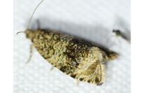 Celypha lacunana