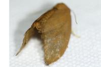 Heterogenea asella