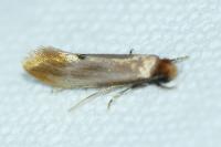 Tinea semifulvella