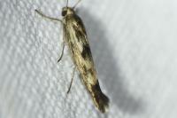 Scythris limbella