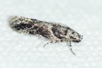 Recurvaria nanella