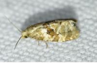 Phalonidia manniana