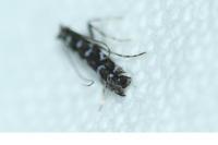 Parectopa ononidis