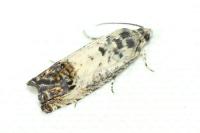 Pammene fasciana
