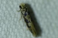 Infurcitinea albicomella
