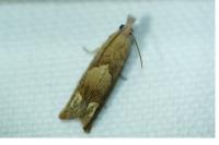 Eucosma conterminana