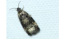 Endothenia gr. gentianaeana