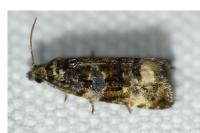Endothenia marginana