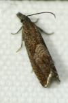 Dichrorampha acuminatana