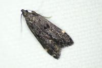 Dichomeris alacella