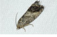 Cydia splendana