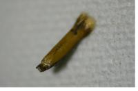 Coptotriche marginea