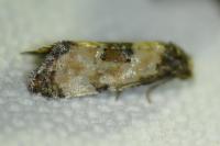 Neocochylis dubitana
