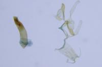 Blastodacna hellerella