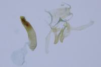 Blastodacna hellerella