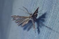 Calyciphora nephelodactyla