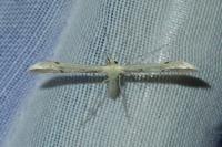 Calyciphora nephelodactyla
