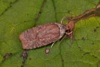 Agonopterix cnicella