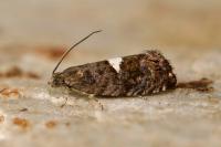 Pammene spiniana