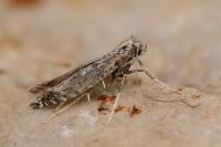 Parornix finitimella