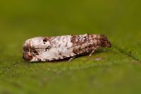 Notocelia incarnatana
