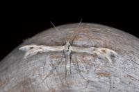 Wheeleria spilodactyla