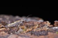 Ochromolopis ictella