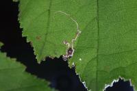 Stigmella microtheriella