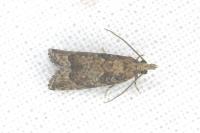 Acroclita subsequana