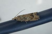 Acroclita subsequana