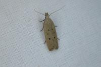 Nothris verbascella