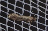 Elatobia fuliginosella
