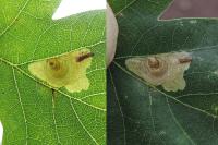 Tischeria decidua