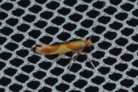 Caloptilia alchimiella