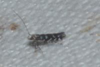 Parectopa ononidis