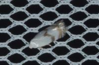 Pseudopostega crepusculella